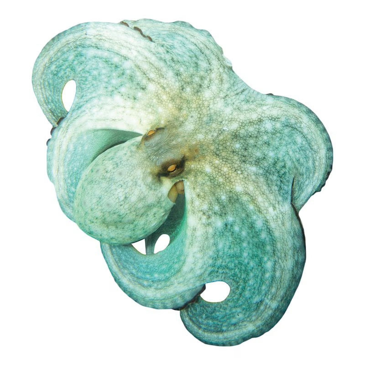 Green Octopus Underwater Pool Mat Tattoo I422772