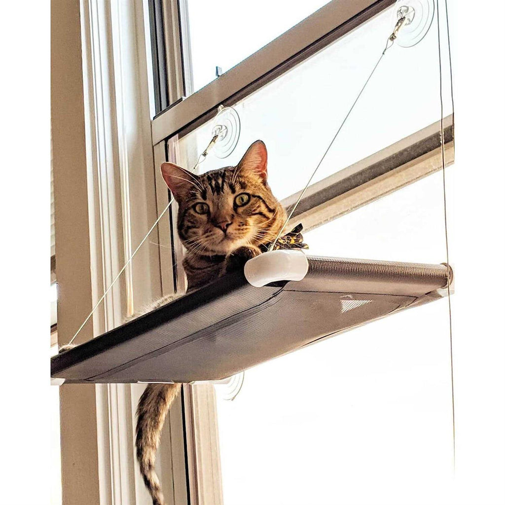 Cat Perch A418916