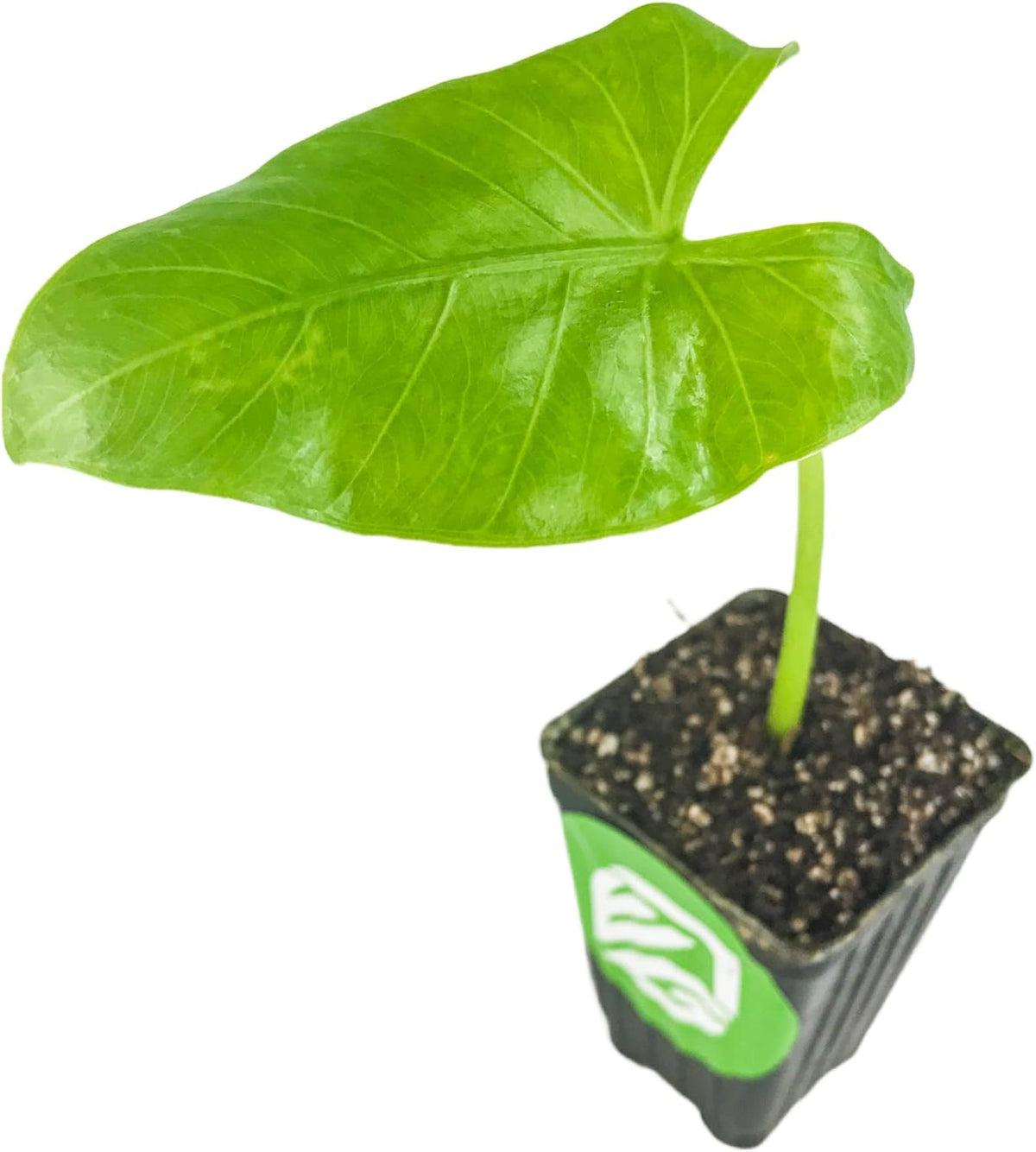 Large Tropical Foliage Alocasia Live Plant N15494