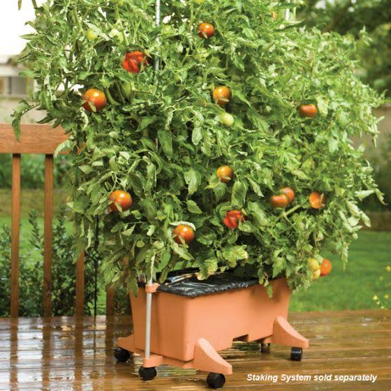 Ready-To-Grow Kit R18205