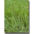 10 lbs Coated Bahia Grass Seed H52837