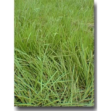 10 lbs Coated Bahia Grass Seed H52837