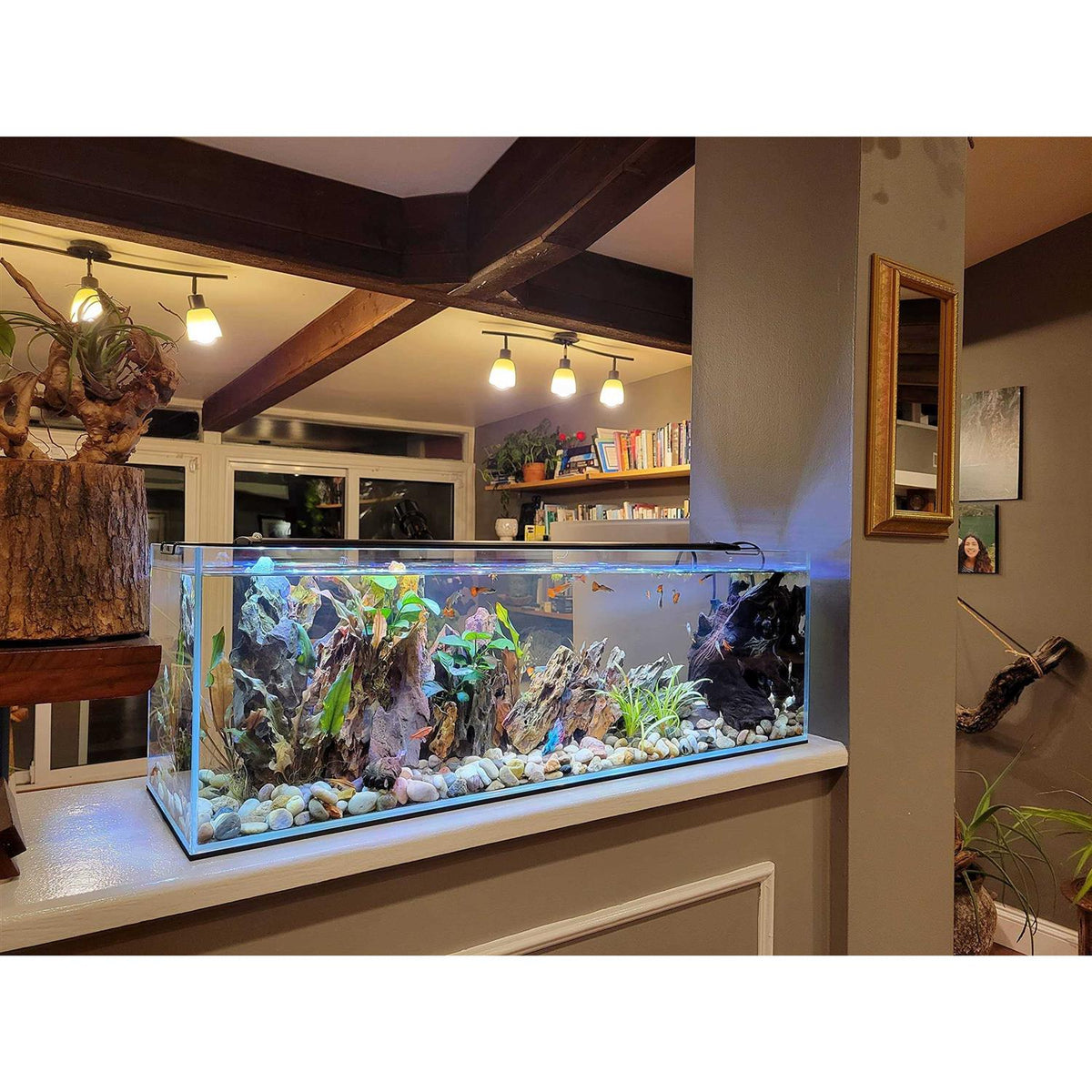 16 Gallon Clear Glass Bookshelf Aquarium Q705844