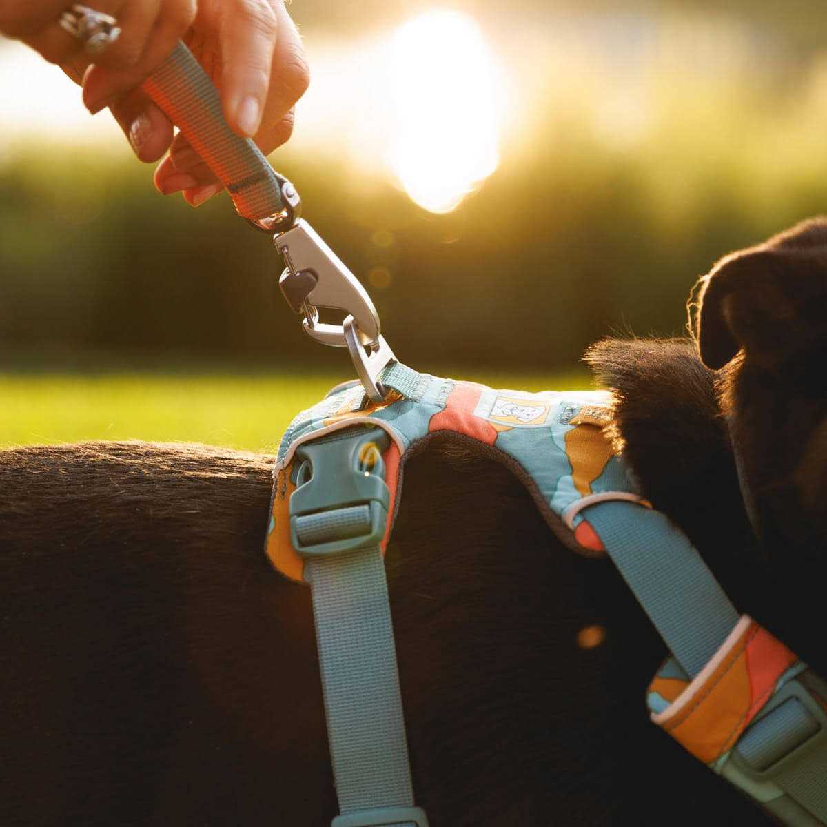 Front Range Harness F365