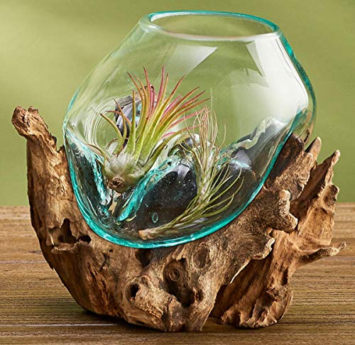 Hand Blown Molten Glass & Teak Wood Terrarium (6" - 7" High) P267091