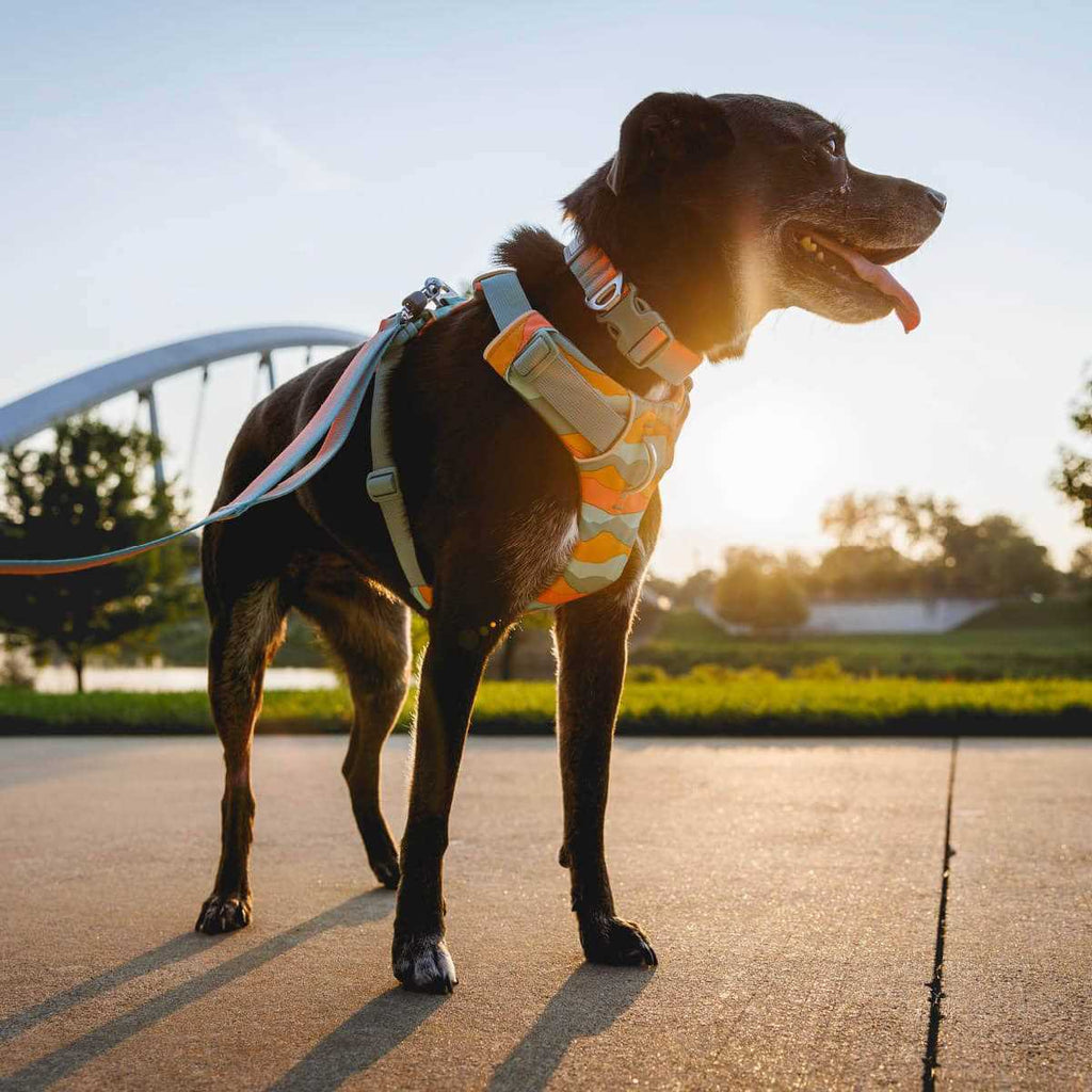 Front Range Harness F365