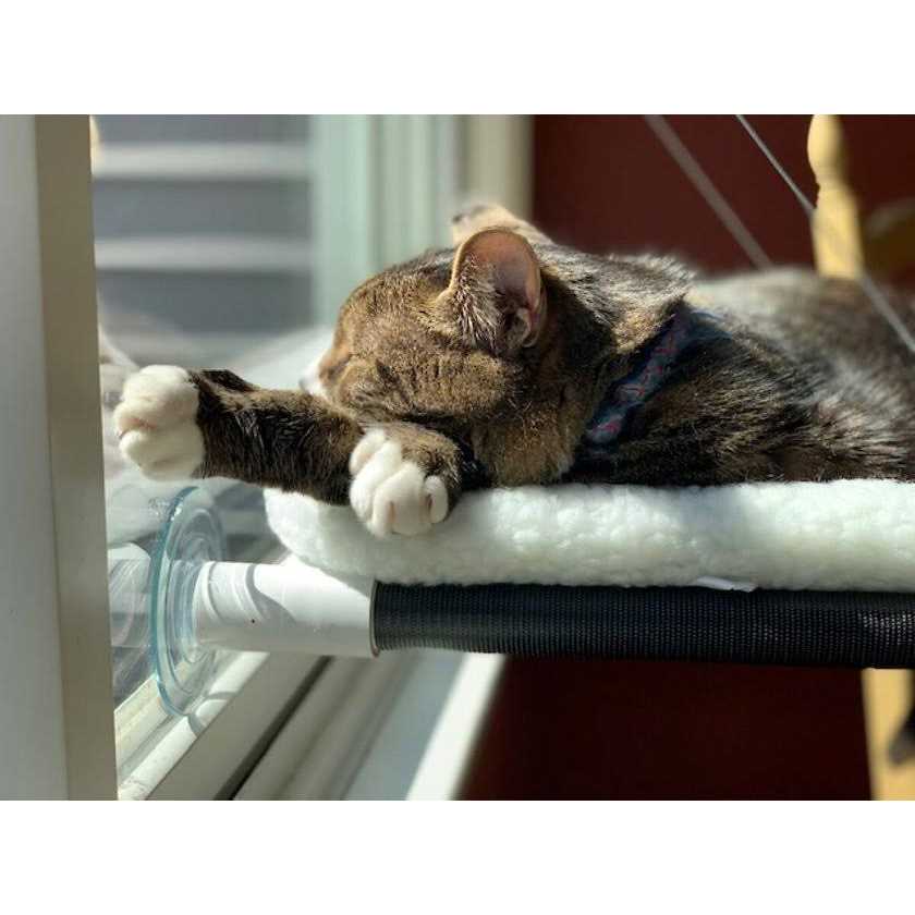 Cat Perch A418916