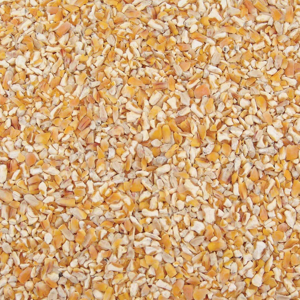Corn B13687