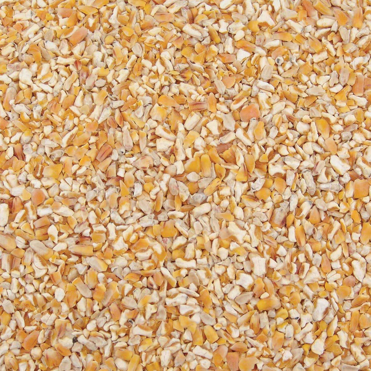 Corn B13687