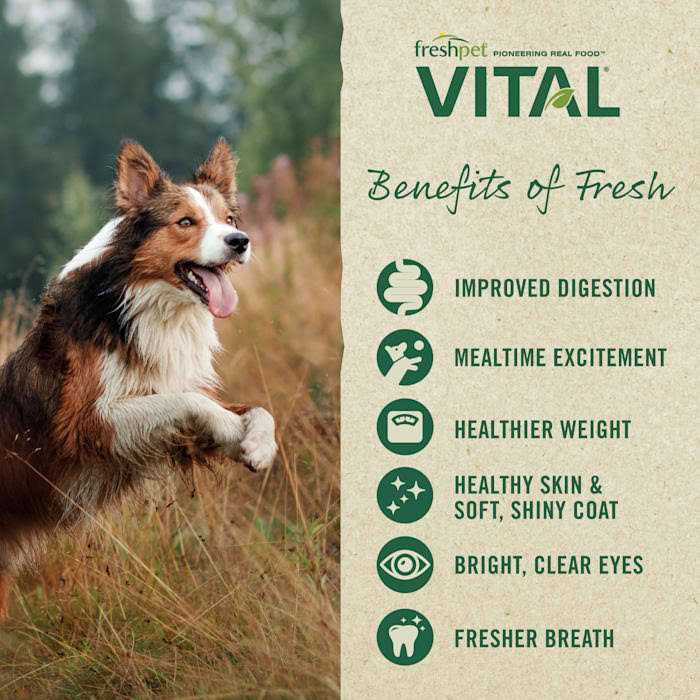Grain-Free Beef & Lamb Fresh Dog Food L334