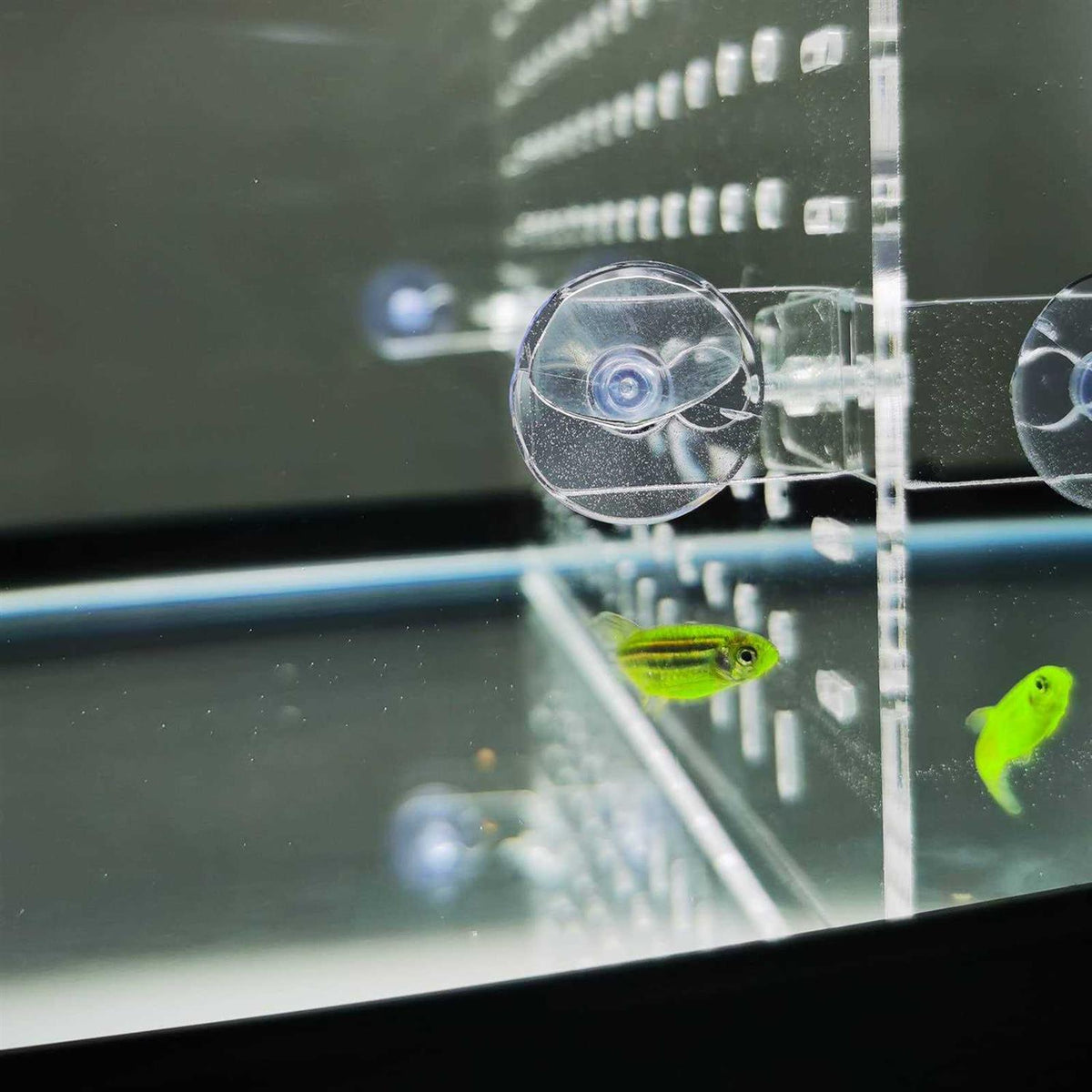 Clear Aquarium Divider with Suction Cups B32515