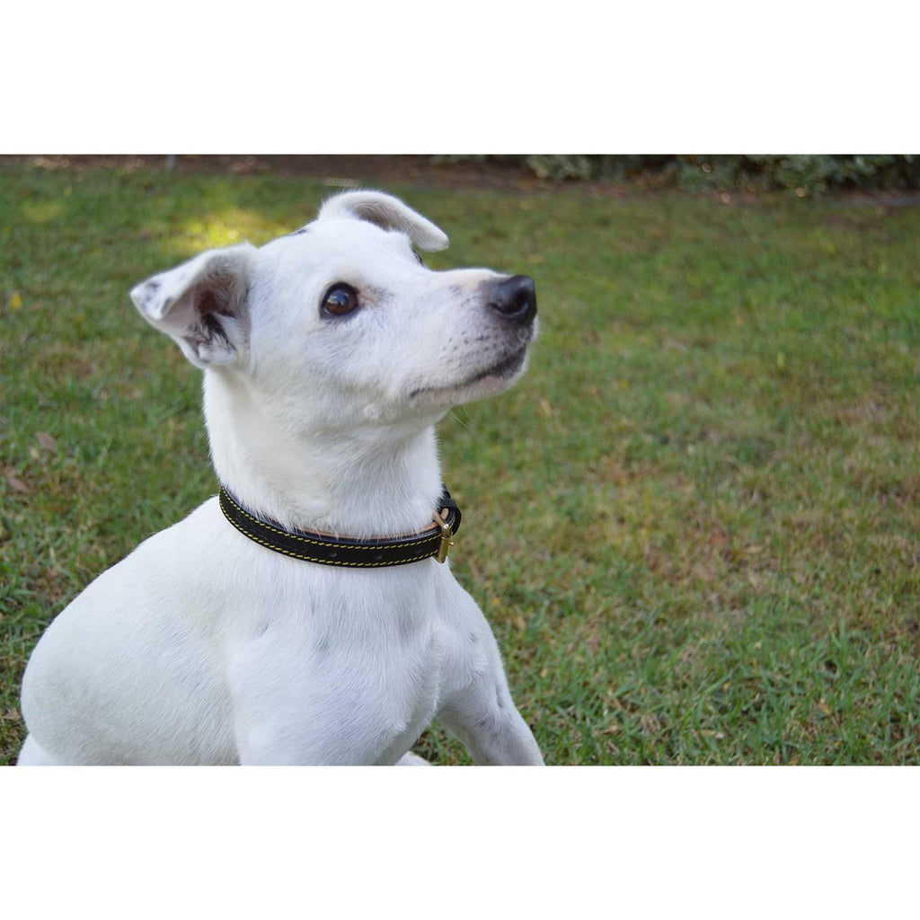 Leather Padded Dog Collar V936
