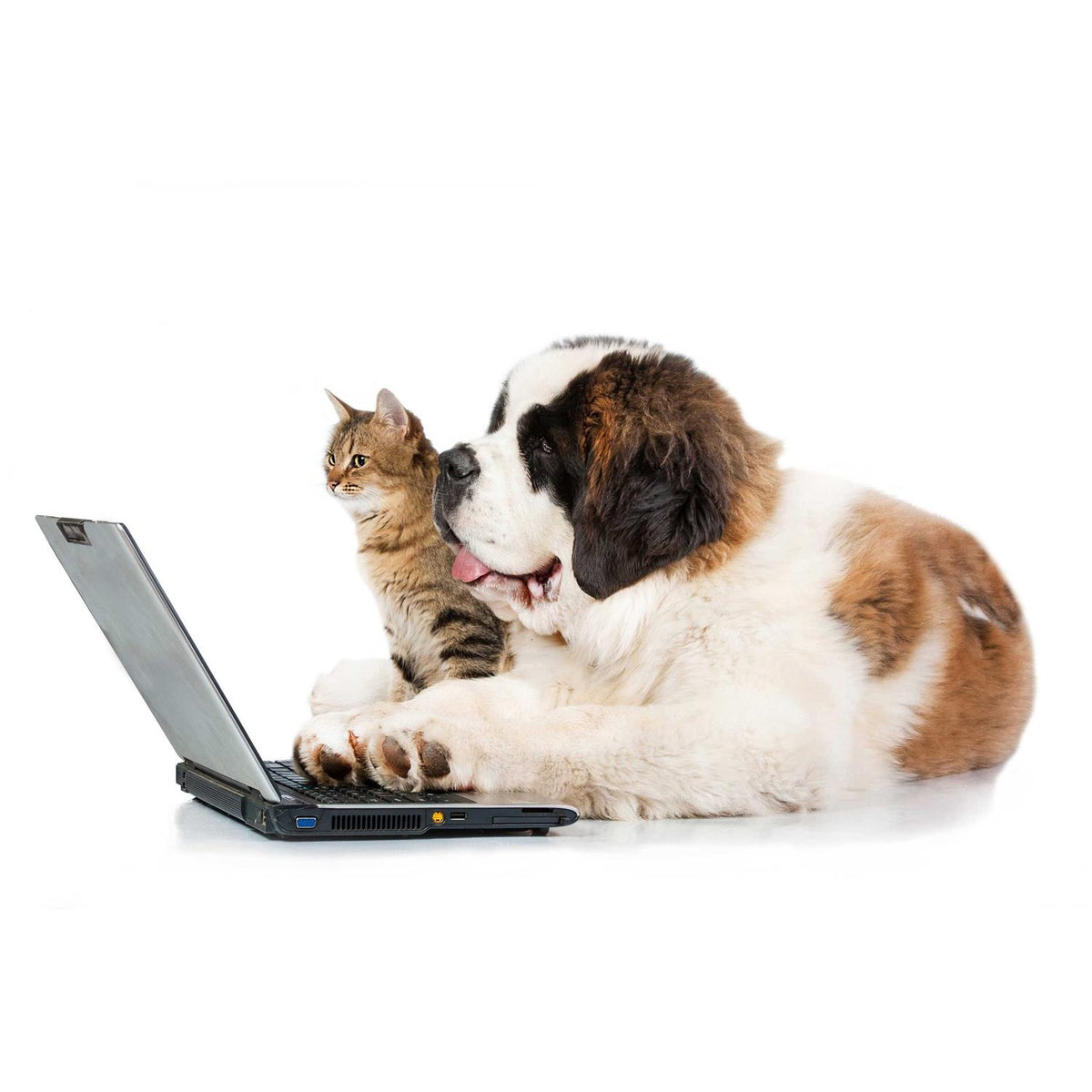 Eye Drops for Pets F908694