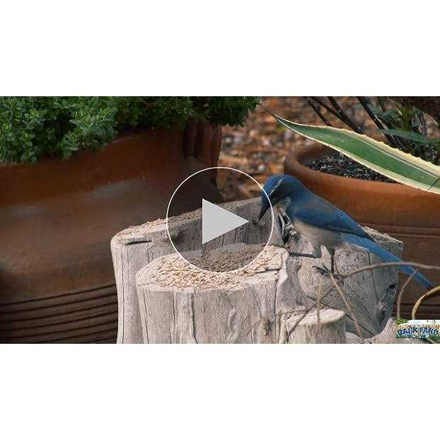 Sunflower Coarse Hearts Bird Seed L47038