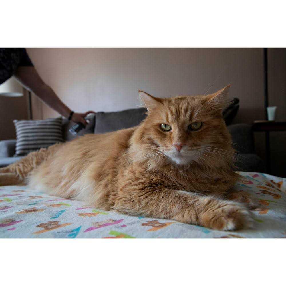 Furniture Spray Deterrent for Pets C67027