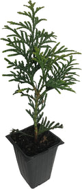 20 Arborvitae Green Giant Thuja Plicata 2.5 inch pot V684906