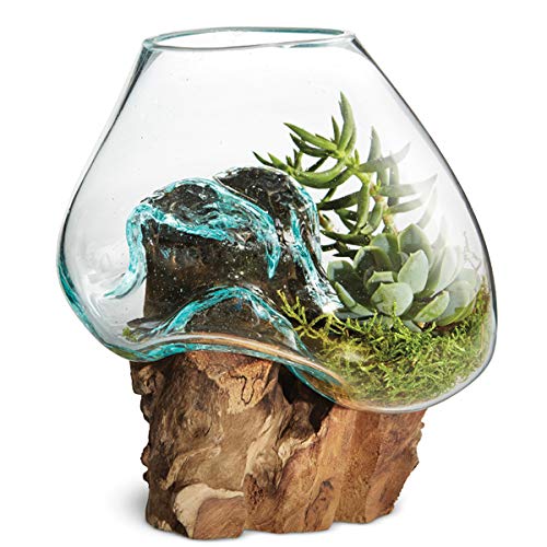 Hand Blown Molten Glass & Teak Wood Terrarium (6" - 7" High) P267091