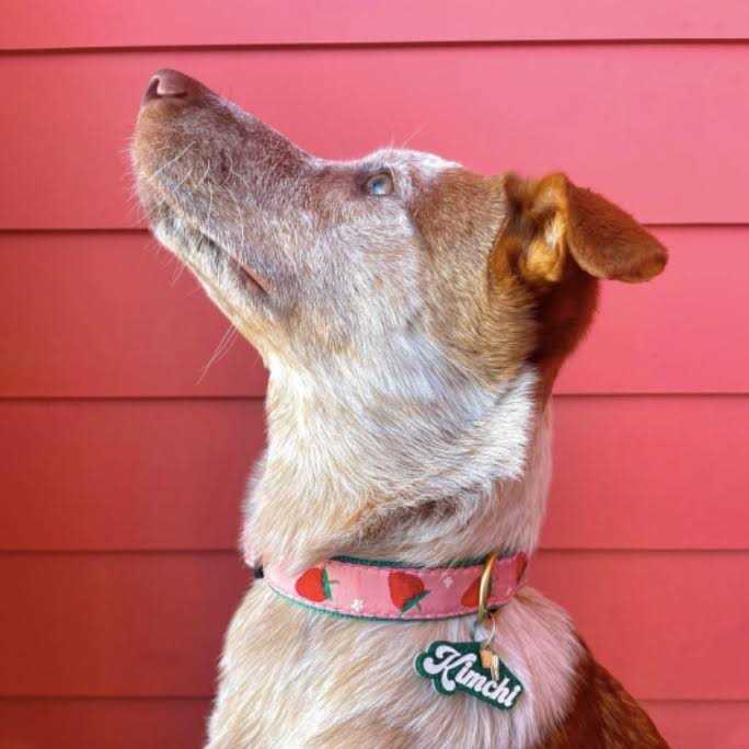 Strawberry Fields Dog Collar M98900