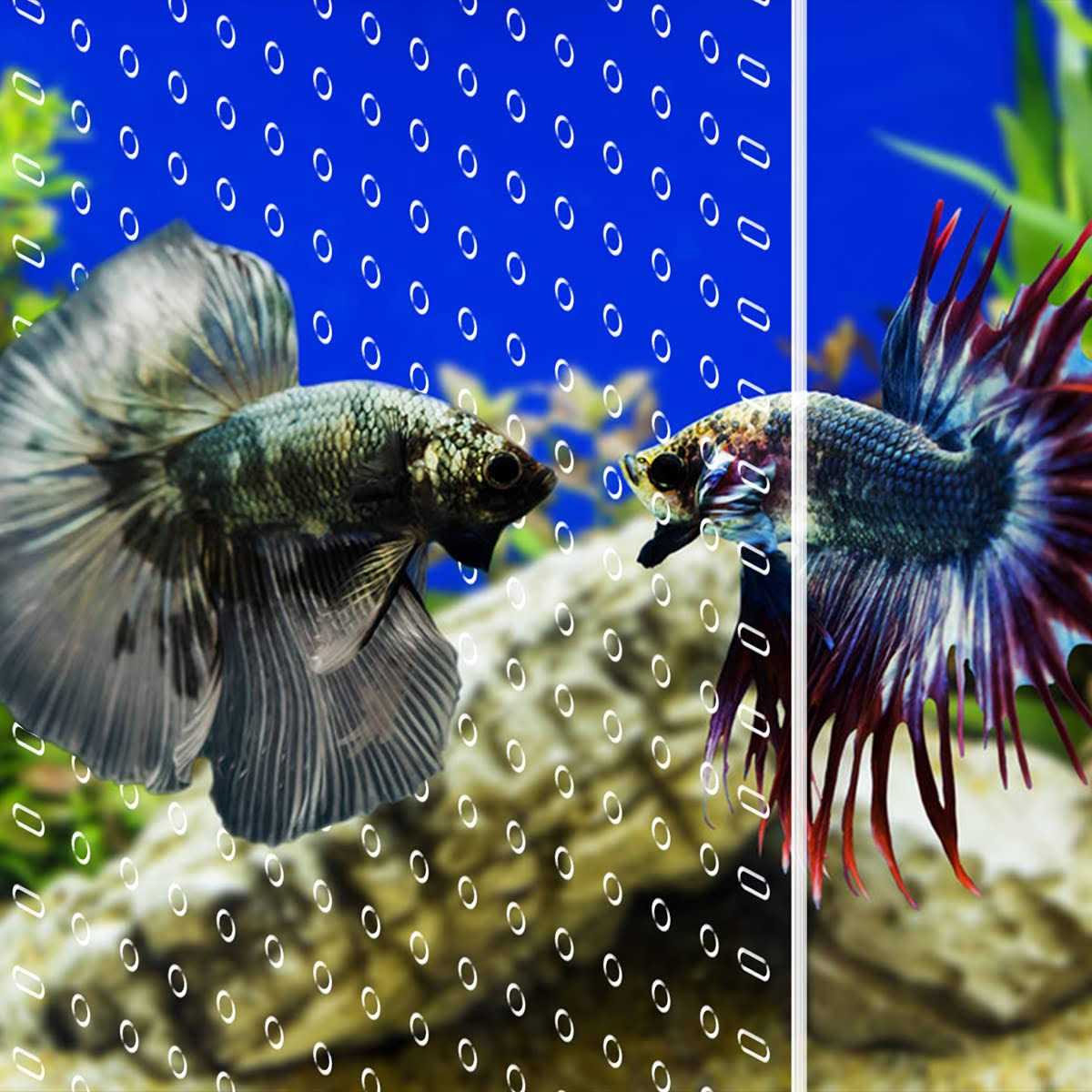 Clear Aquarium Divider with Suction Cups B32515