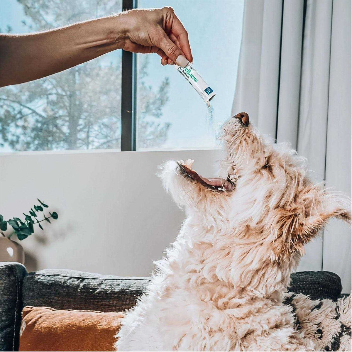Probiotic Powder for Dogs with Prebiotic E78107