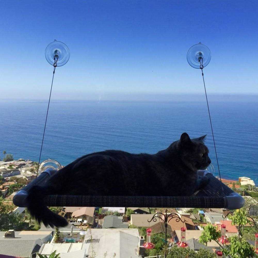 Cat Perch A418916