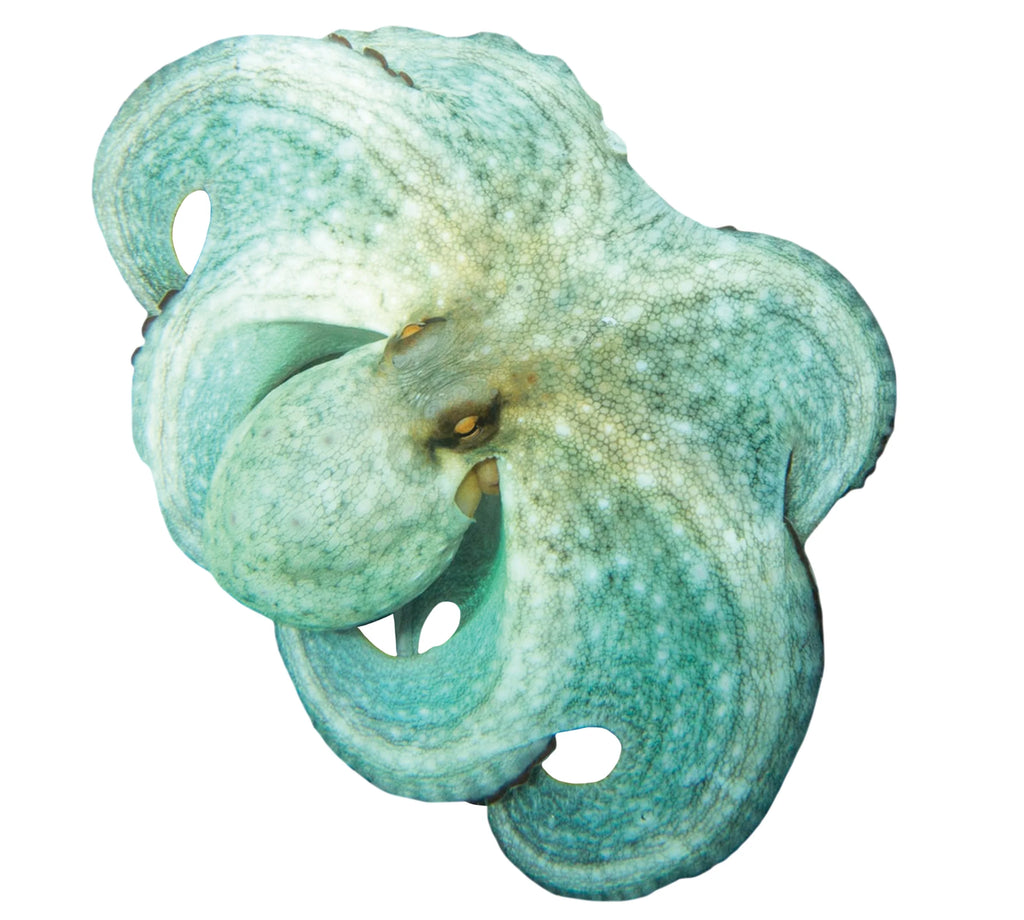 Green Octopus Underwater Pool Mat Tattoo I422772